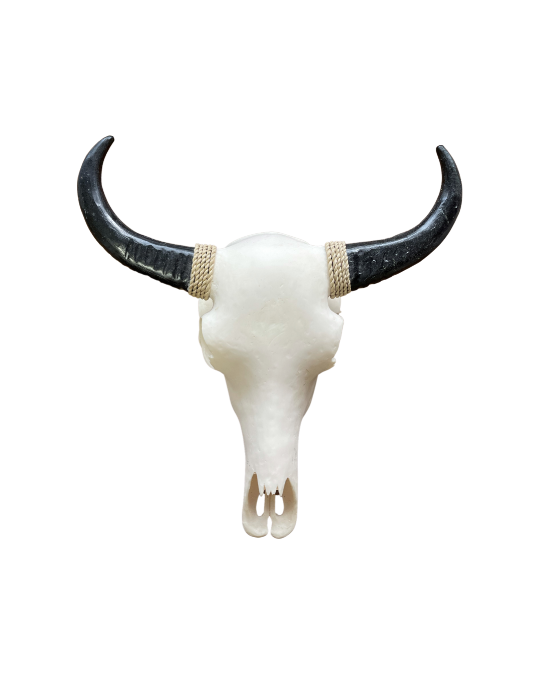 Resin Buffalo Skull